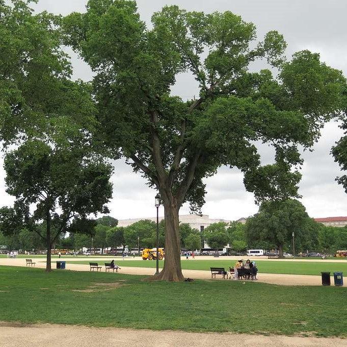 Ulmus americana ‘Jefferson’ ~ Jefferson American Elm