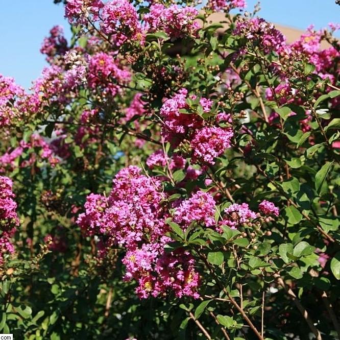 Lagerstroemia indica 'Twilight' ~ Twilight Crape Myrtle