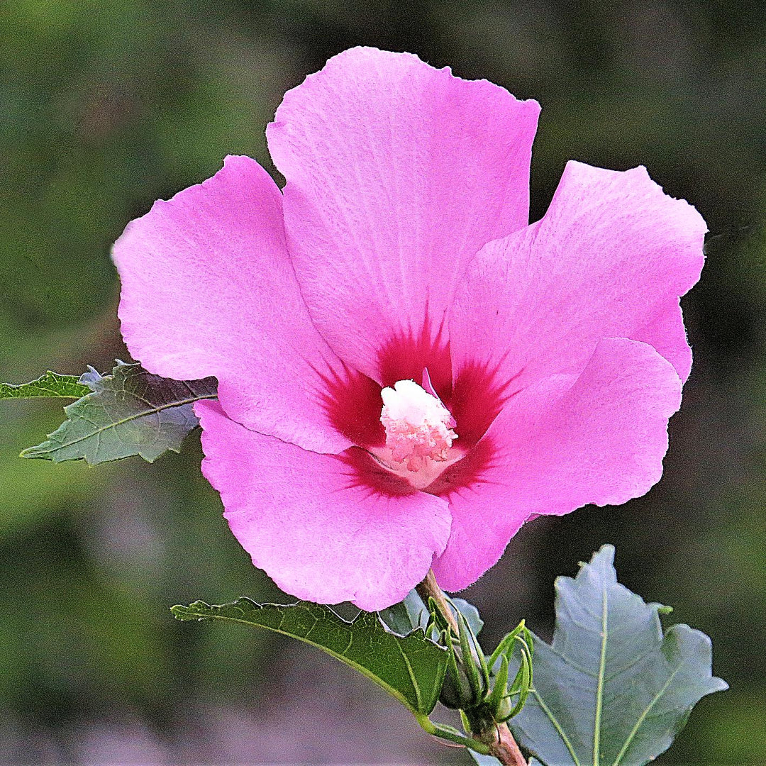 Hibiscus syriacus 'Afrodita' ~ Afrodita Rosa de Sharon
