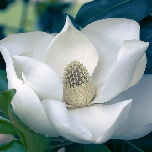 Magnolia grandiflora 'Claudia Wannamaker' ~ Claudia Wannamaker Magnolia