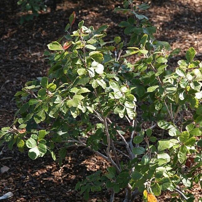 Rhus aromatica 'Gro-Low' ~ Zumaque fragante Gro-Low