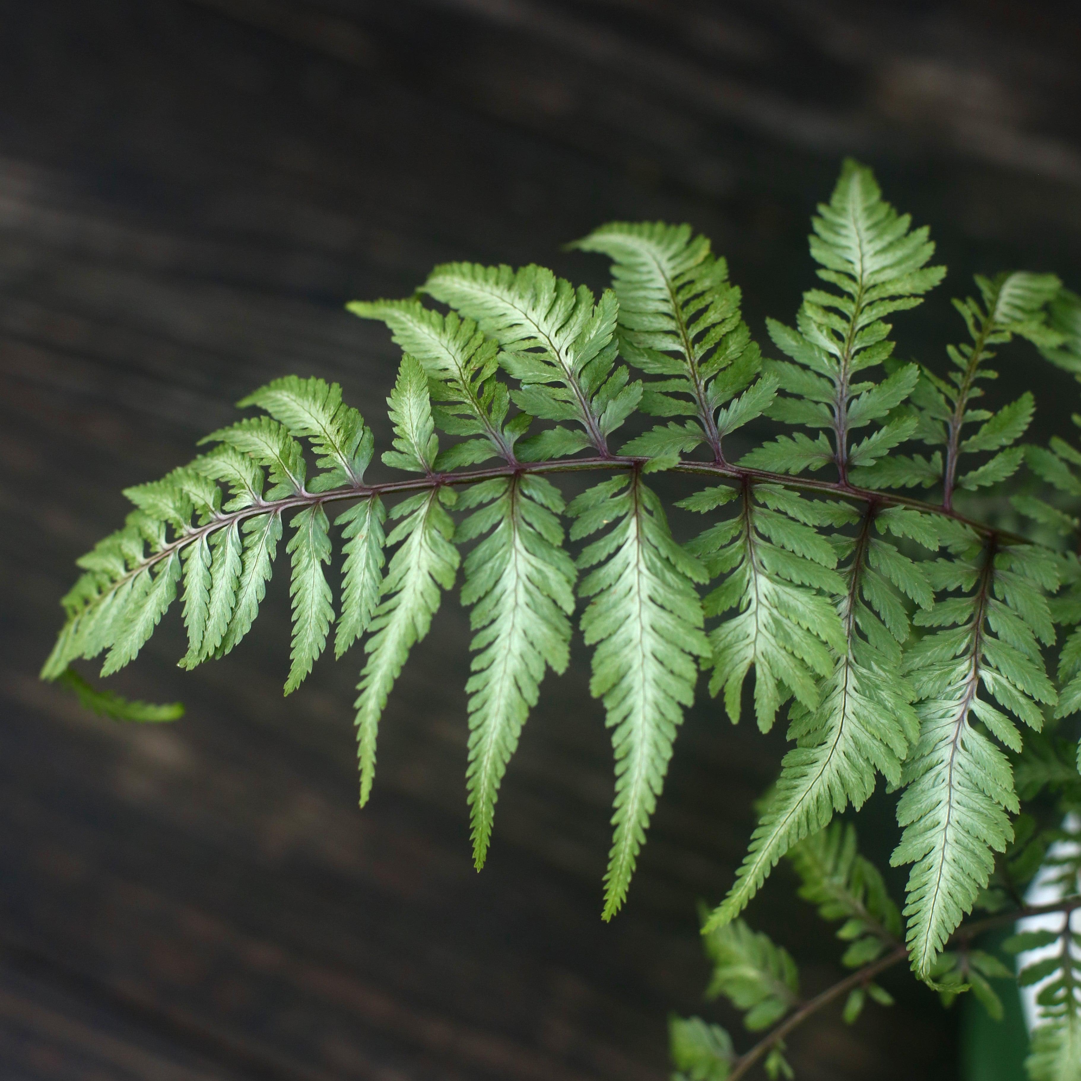Athyrium niponicum var. pictum ~ Japanese Painted Fern – JTSOP Farms