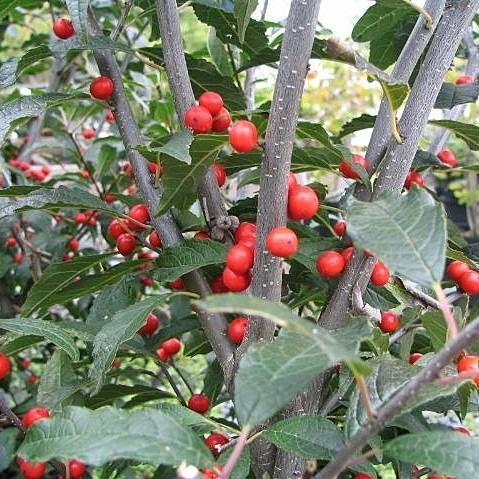 Ilex verticillata ~ Baya de invierno