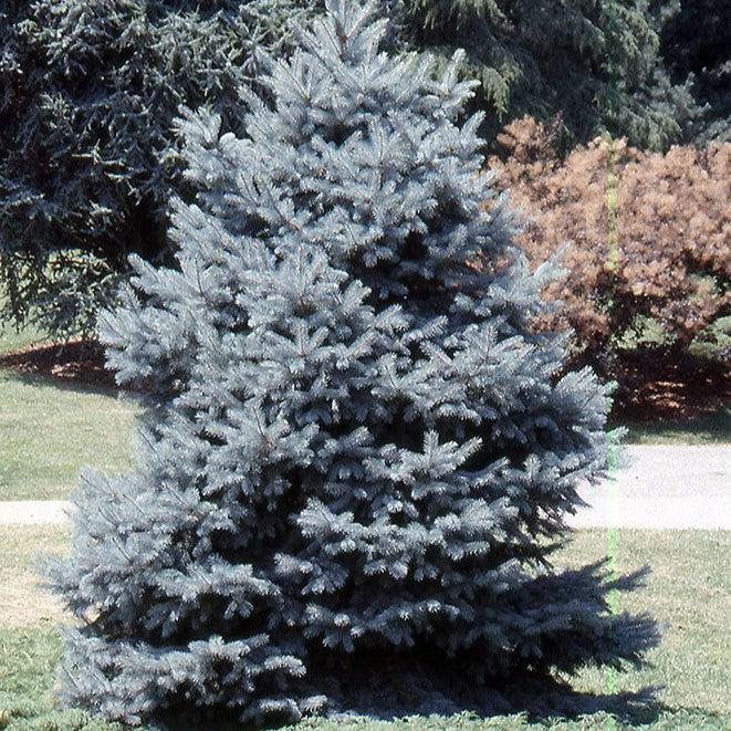 Picea pungens 'Baby Blue Eyes' ~ Baby Blue Eyes Spruce