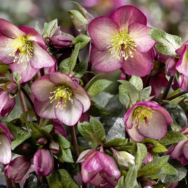 Helleborus x glandorfensis 'Macy Marble' ~ HGC® Ice N' Roses® Macy Marble Hellebore