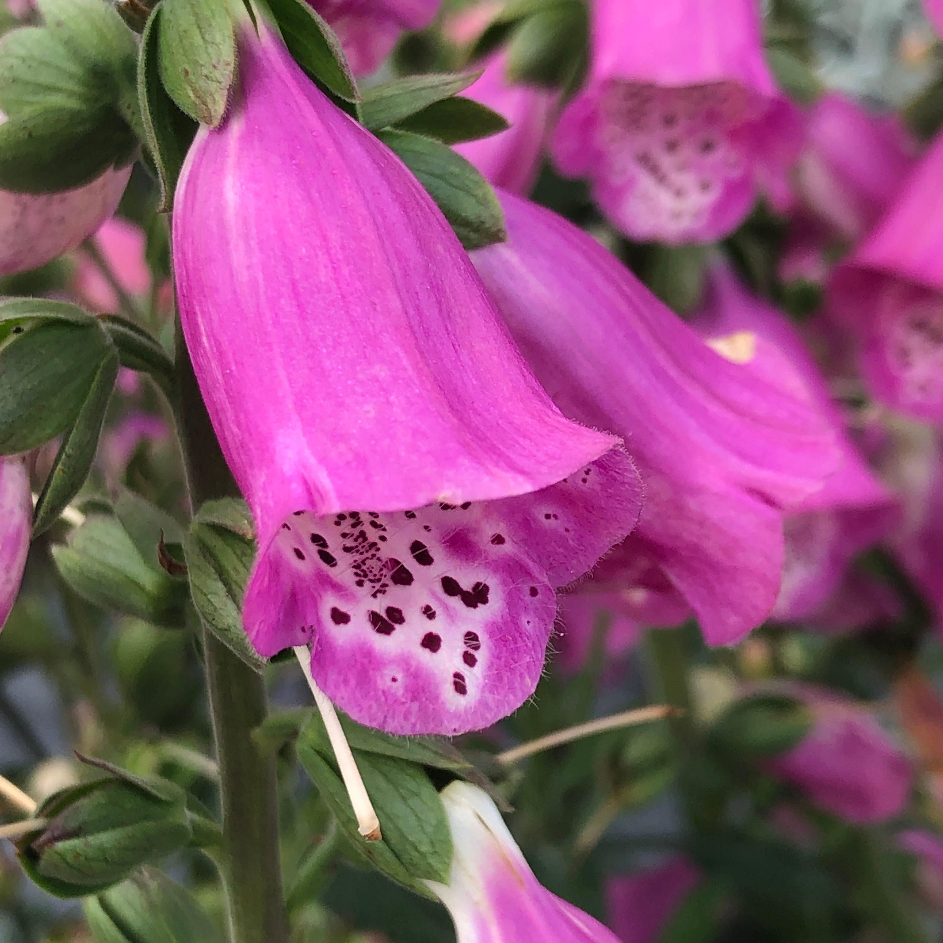 Digitalis x 'Pink Panther' ~ Pink Panther Foxglove – JTSOP Farms