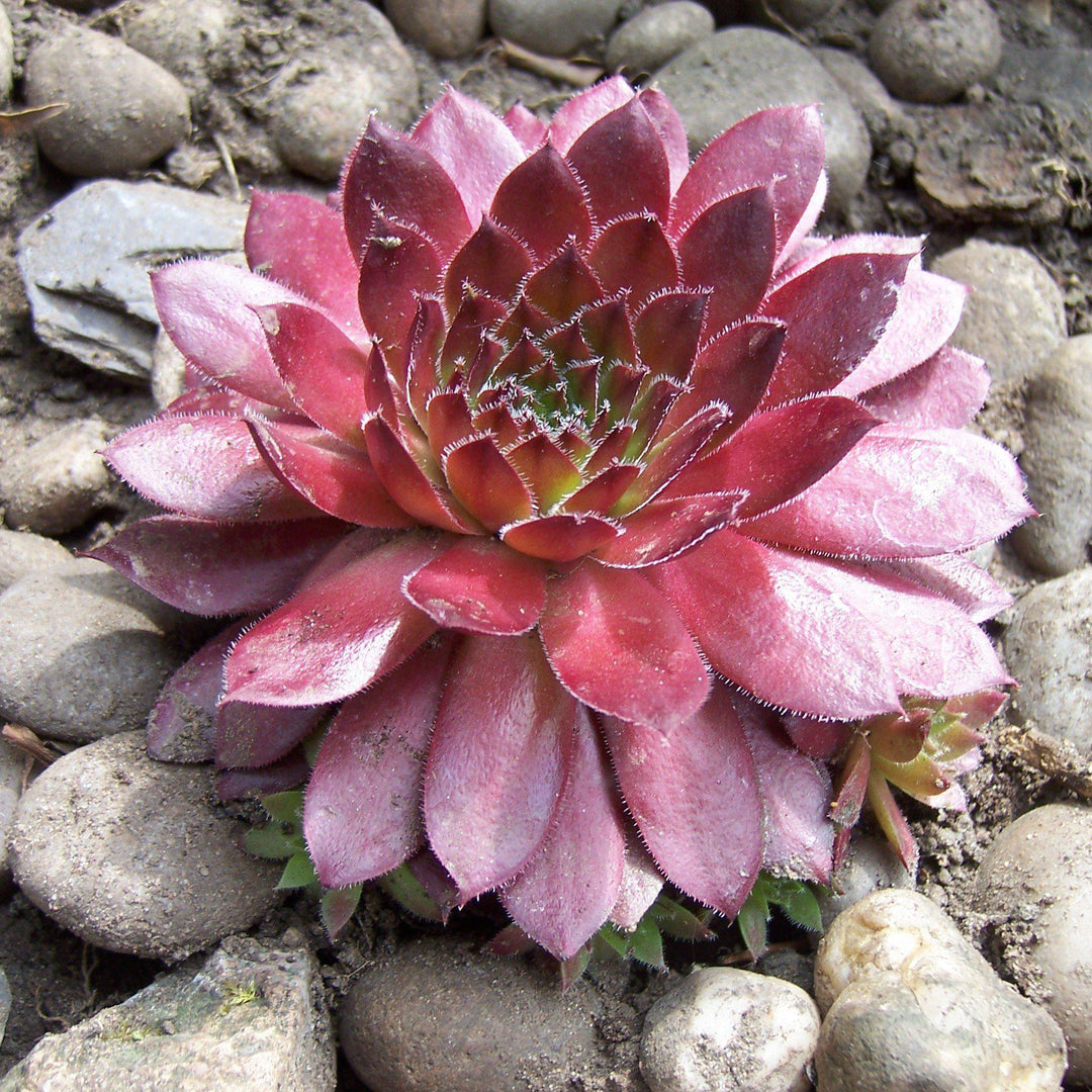 Sempervivum 'Red Rubin' ~ Red Rubin Hens and Chicks