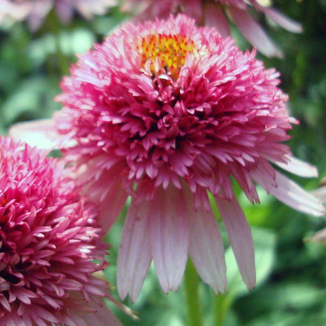 Echinacea purpurea 'Butterfly Kisses' ~ Cone-fections™ Butterfly Kisses Echinacea, Coneflower