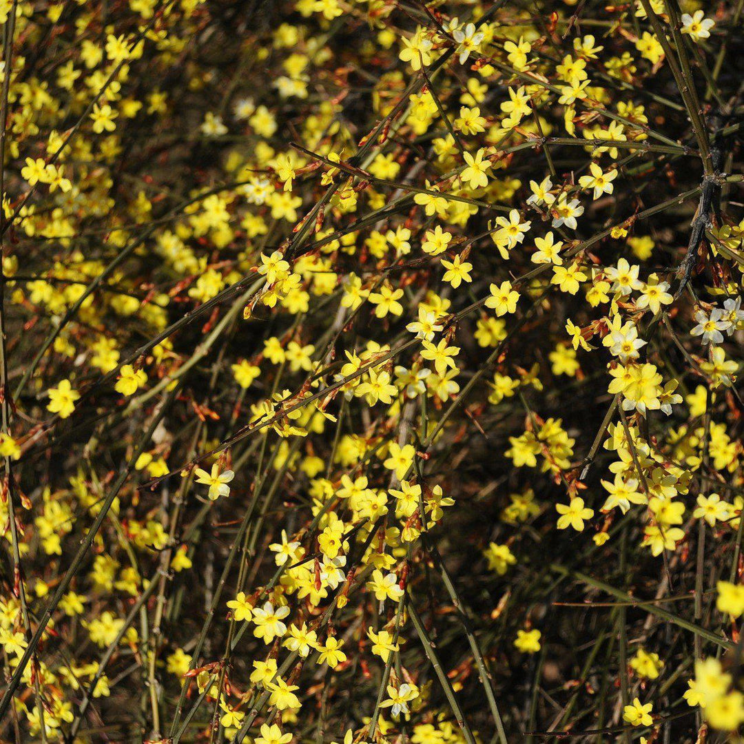 Jasminum nudiflorum ~ Winter Jasmine