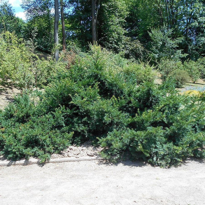 Taxus baccata 'Repandens' ~ Spreading Yew