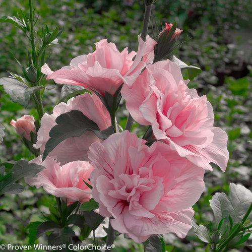 Hibiscus syriacus 'JWNWOOD4' USPP 24,336 ~ Pink Chiffon® Rose of Sharon