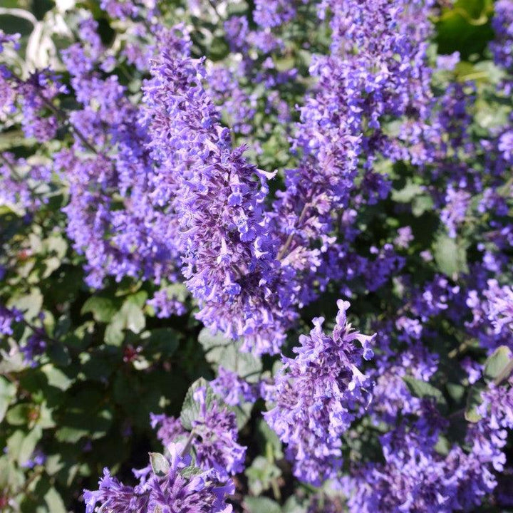 Nepeta grandiflora 'Summer Magic' ~ Summer Magic Catmint