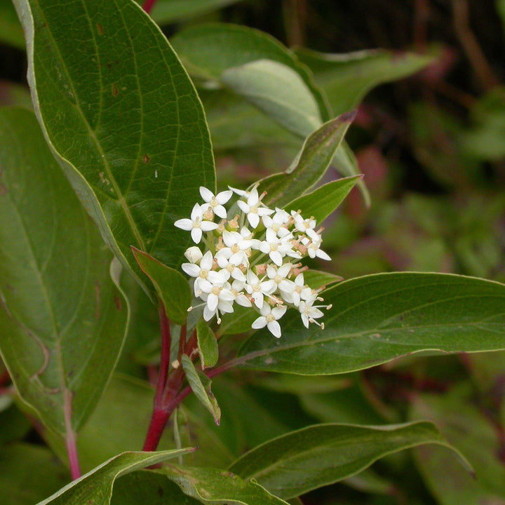 Cornus sericea 'Baileyi' ~ Bailey Red Twig Dogwood
