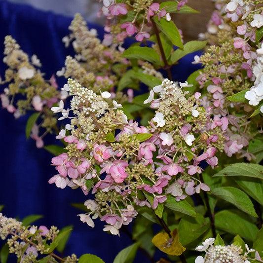 Hydrangea paniculata 'Hpopr013' ~ Bloomin' Easy® Lava Lamp® Candelabra® Hydrangea