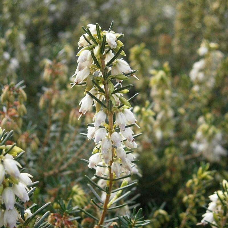 Erica x darleyensis 'Mediterranean White' ~ Mediterranean White Heath