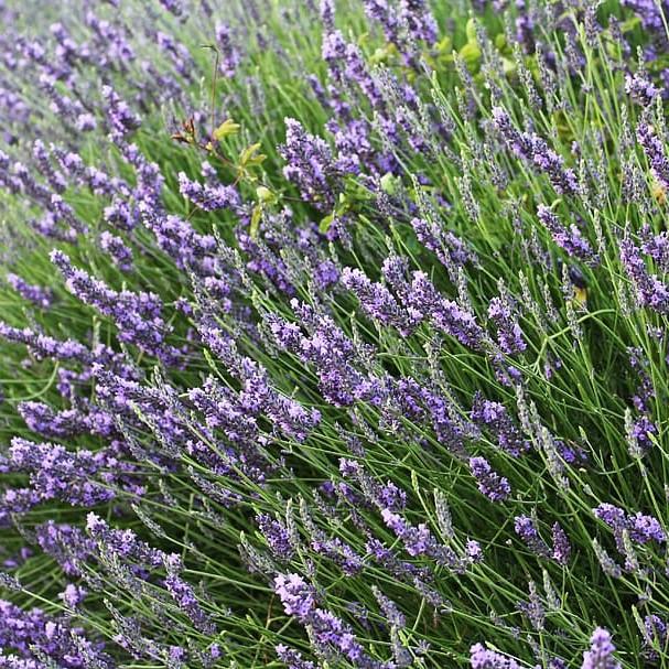 Lavandula x intermedia 'Provence' ~ Provence Lavender