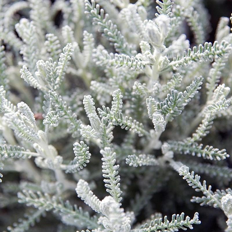 Santolina incana 'Nana' ~ Dwarf Lavender Cotton