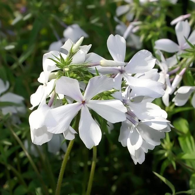 Phlox divaricata 'May Breeze' ~ May Breeze Woodland Phlox