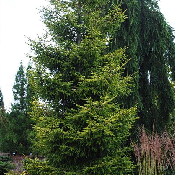 Picea orientalis 'Skylands' ~ Skylands Oriental Spruce