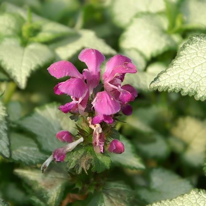 Lamium maculatum 'Purple Dragon' ~ Purple Dragon Deadnettle
