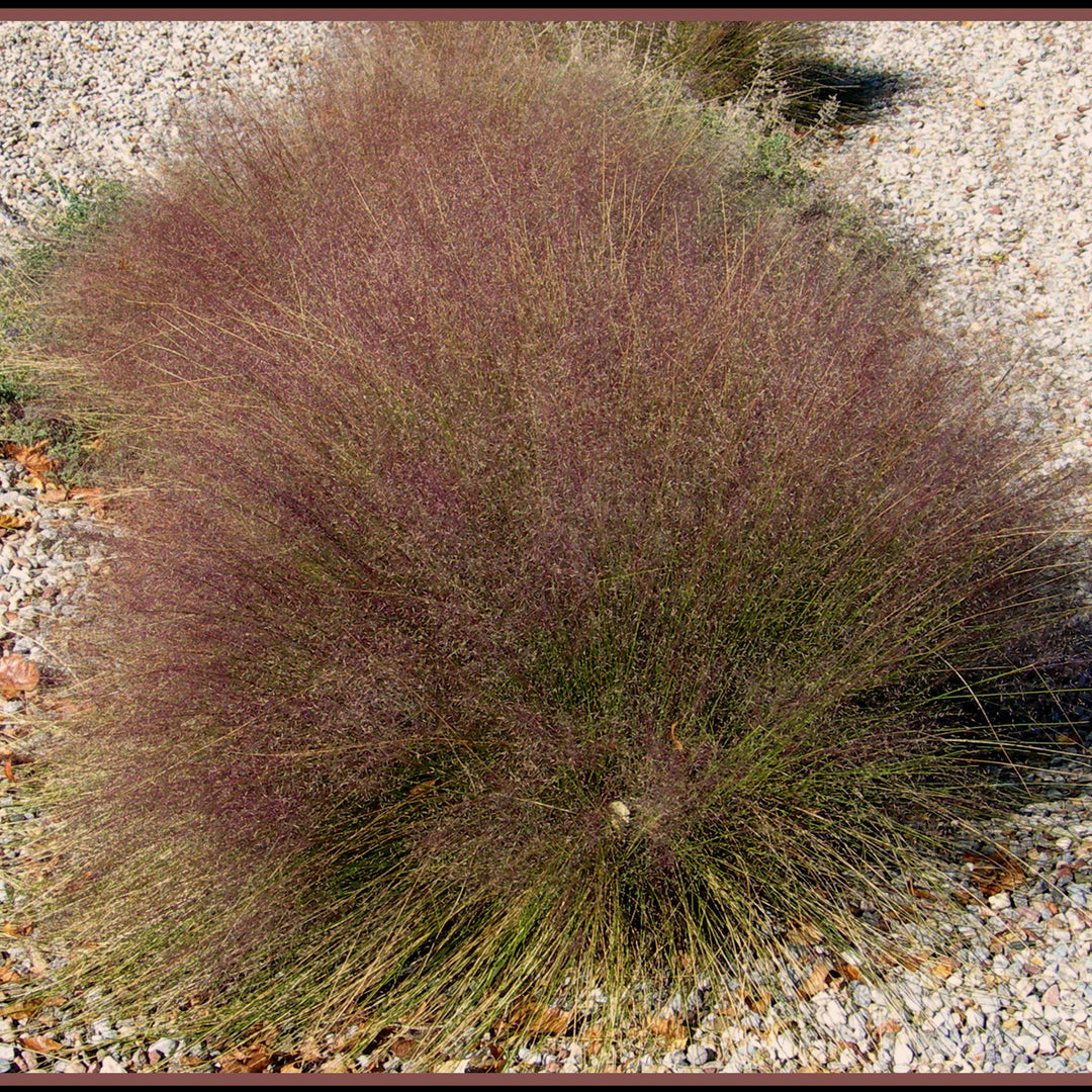 Muhlenbergia reverchonii 'Undaunted' ~ Undaunted Seep Muhly Grass