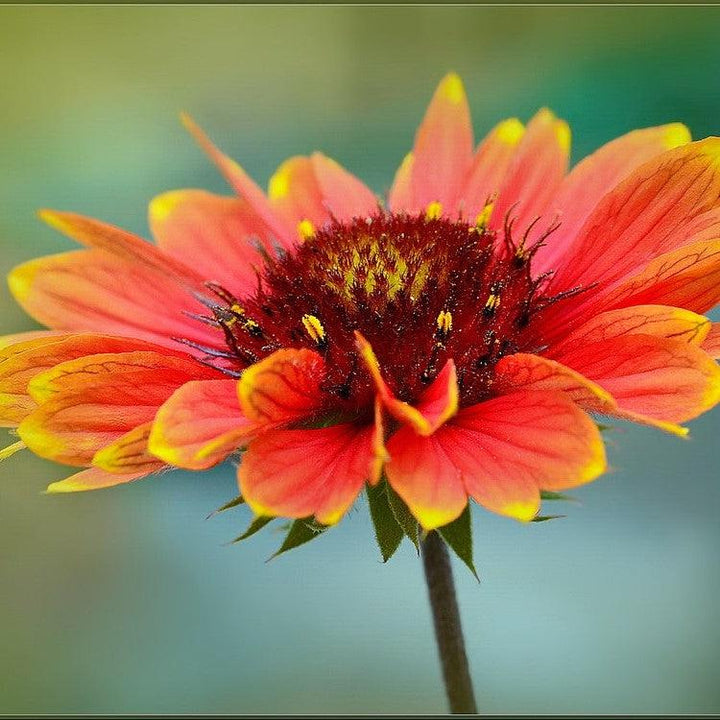 Gaillardia aristata 'Bargaispinor' ~ Spintop™ Orange Halo Blanket Flower