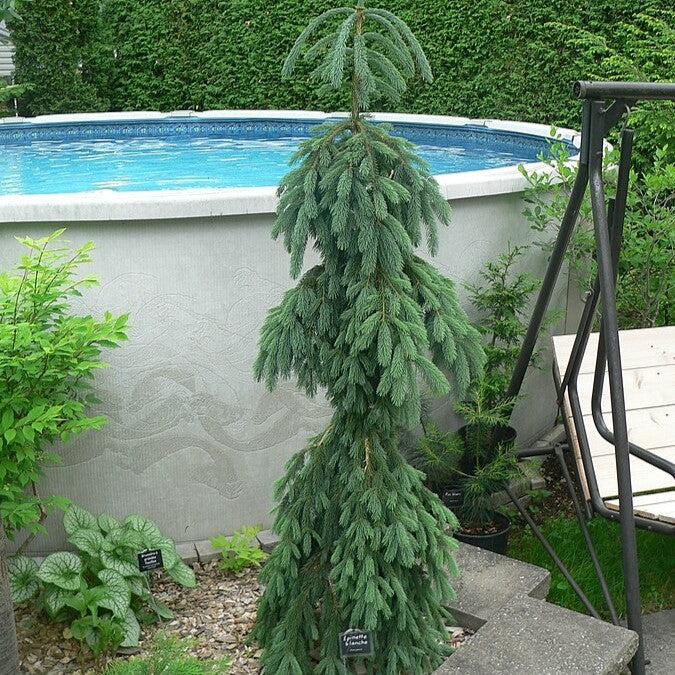 Picea glauca 'Pendula' ~ Weeping White Spruce