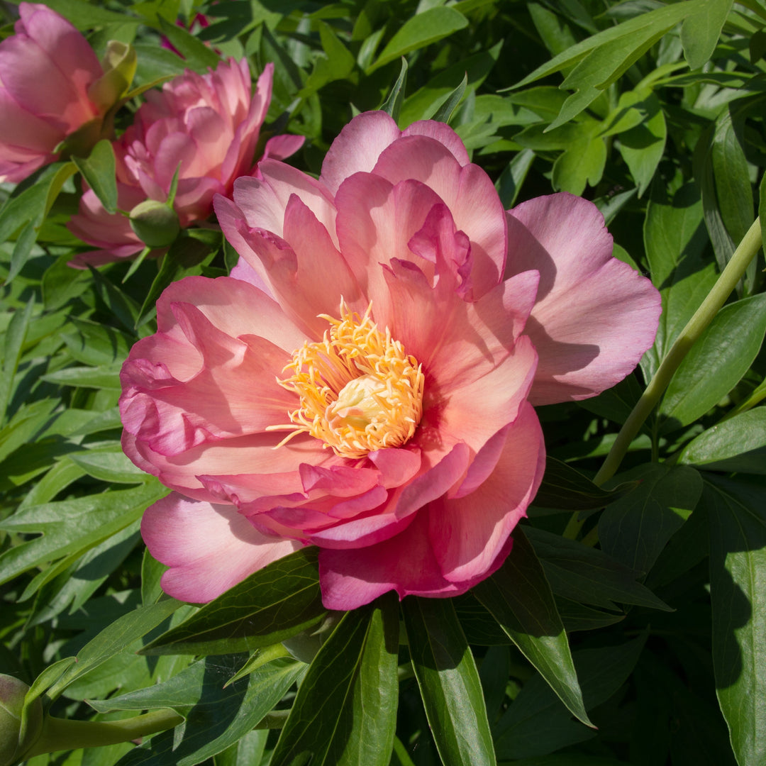 Paeonia 'Julia Rose' ~ Julia Rose Itoh Peony