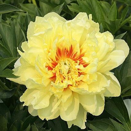 Paeonia 'Bartzella' ~ Bartzella Itoh Peony