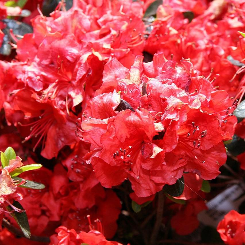 Rhododendron x girard 'Hot Shot' ~ Girard's Hot Shot Azalea