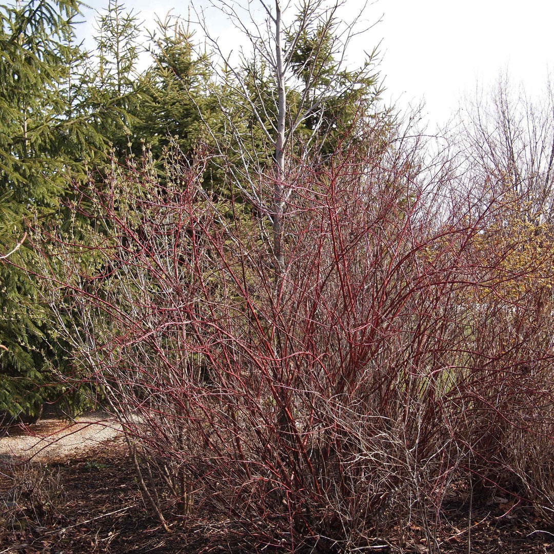 Cornus sericea 'Baileyi' ~ Bailey Red Twig Dogwood