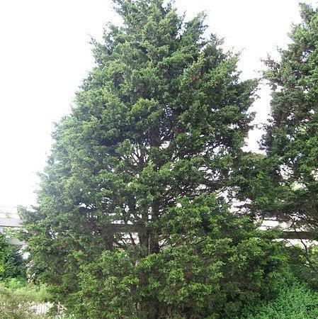 Juniperus virginiana 'Corcorcor' ~ Emerald Sentinel™ Red Cedar