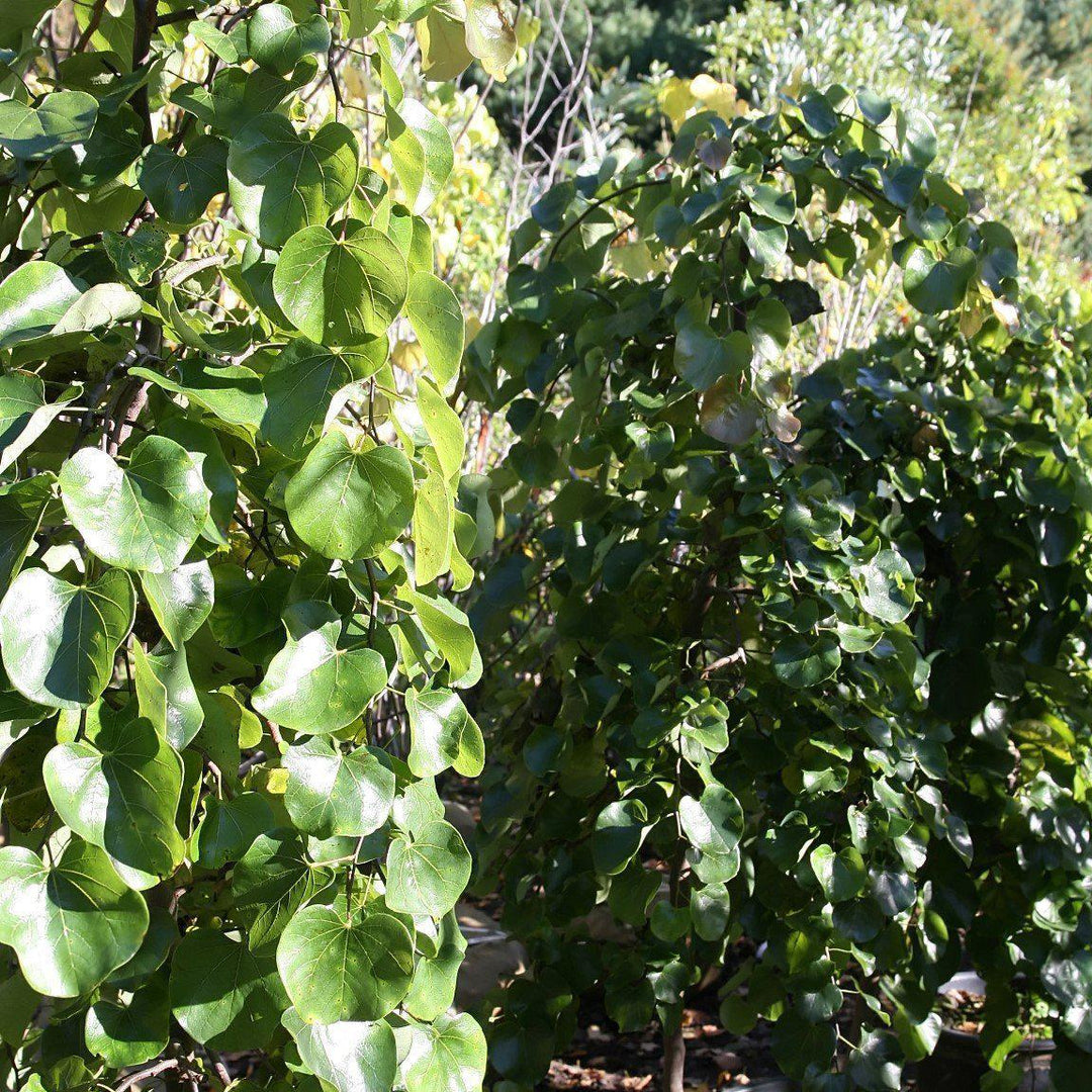 Cercis canadensis var. texensis 'Traveller' ~ Traveller Weeping Redbud