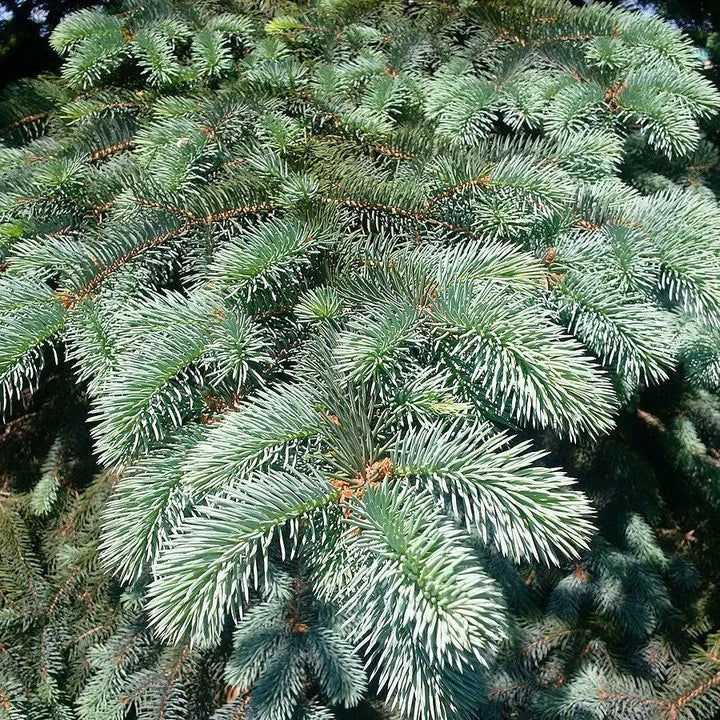 Picea pungens 'Baby Blue Eyes' ~ Baby Blue Eyes Spruce