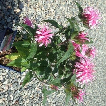 Monarda didyma 'Balbalmink' ~ Balmy™ Pink Bee Balm