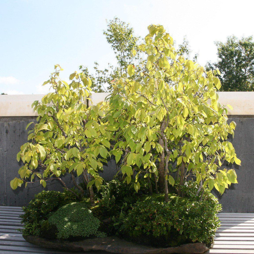 Ostrya virginiana ~ Ironwood, Eastern Hop Hornwood