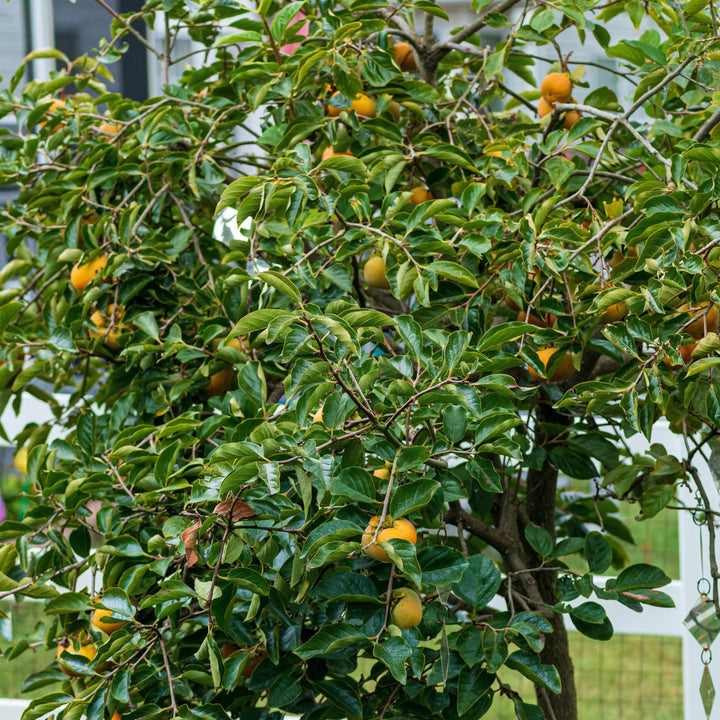 Diospyros kaki 'Fuyu' ~ Fuyu Japanese Persimmon