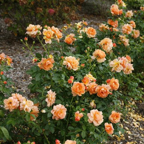 Rosa 'HORCOGJIL' PP 27541 ~ Ganadores probados® Color Choice® At Last® Rose