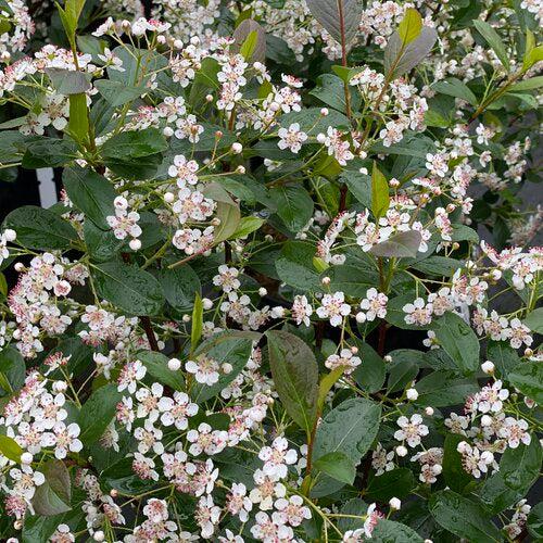 Aronia melanocarpa 'SMNAMPEM' USPP 34,116 ~ PW® Low Scape Snowfire® Aronia
