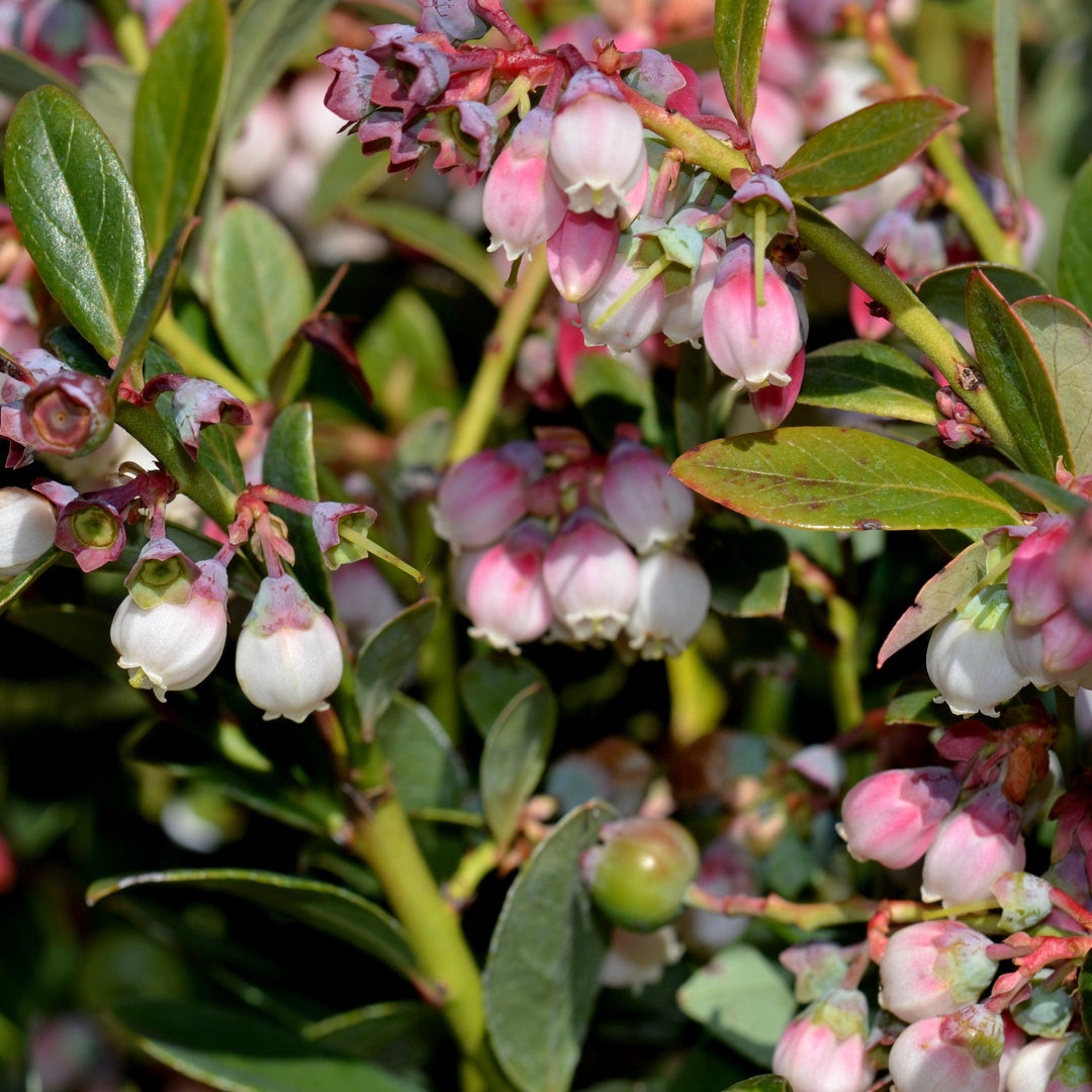 Vaccinium x 'Sunshine Blue' ~ Sunshine Blue Blueberry