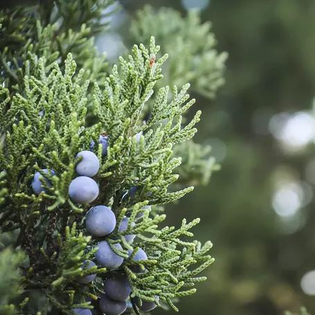 Juniperus chinensis 'Iowa' ~ Iowa Juniper