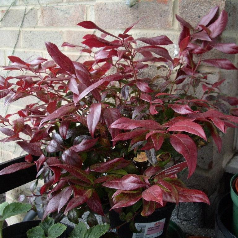Leucothoe fontanesiana 'Zeblid' ~ Scarletta® Leucothoe – JTSOP Farms