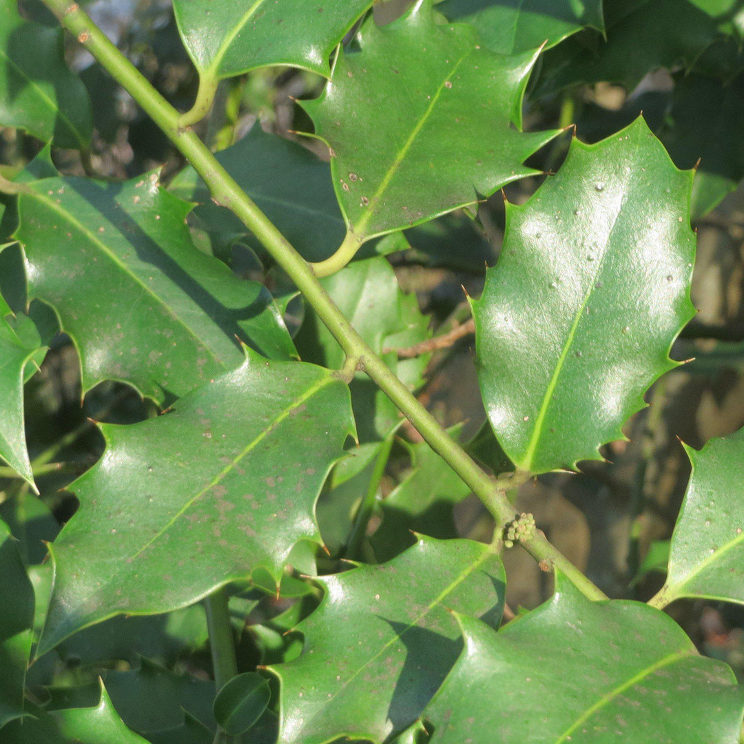 Ilex 'Conive' ~ Festive® Red Holly