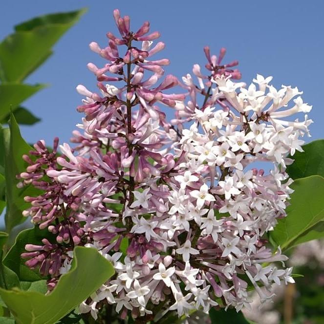 Syringa pubescens subsp. patula 'Miss Kim' ~ Miss Kim Manchurian Lila