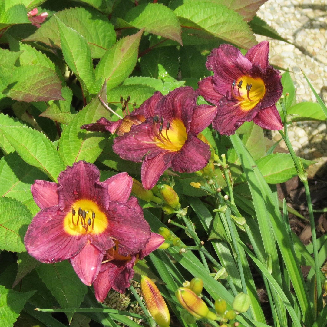 Hemerocallis 'Purple de Oro' ~ Purple de Oro Daylily