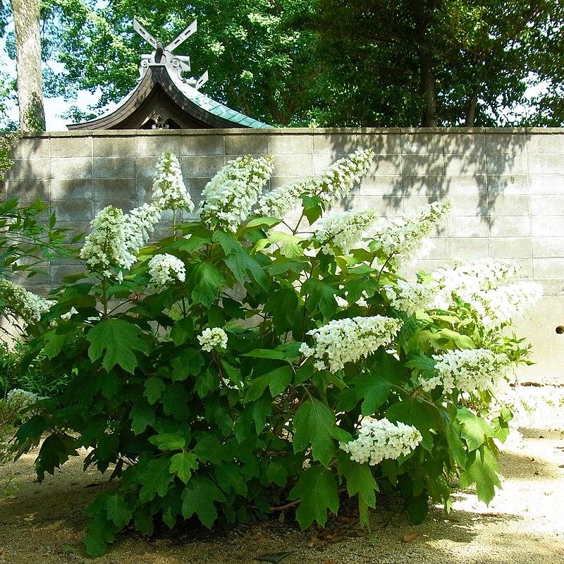 Hydrangea quercifolia 'Reina de Corazones' ~ Reina de Corazones Hortensia Hoja de Roble