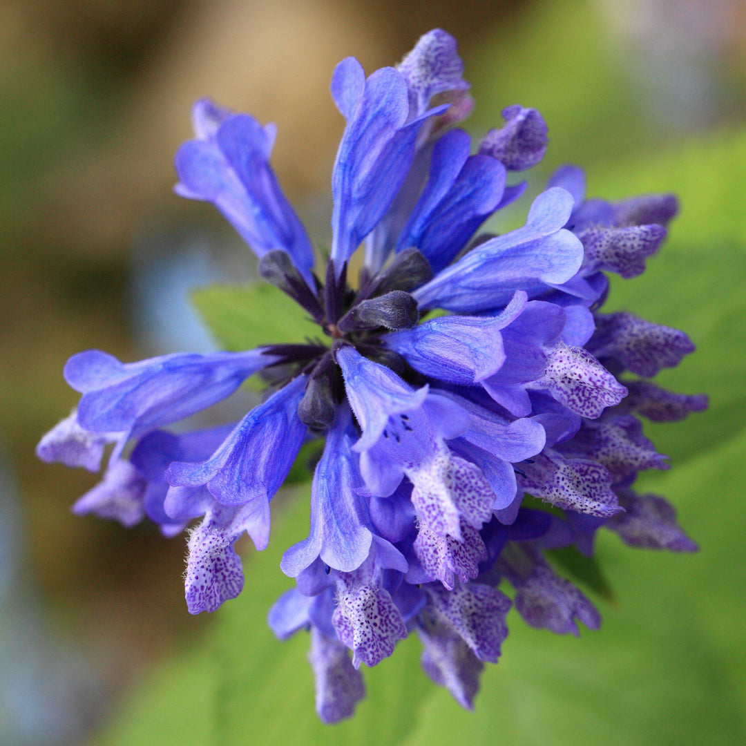Nepeta 'Balneplud ~ Blue Prelude Catmint