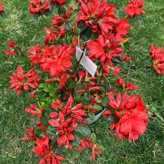 Rhododendron 'Stewartstonian' ~ Stewartstonian Azalea