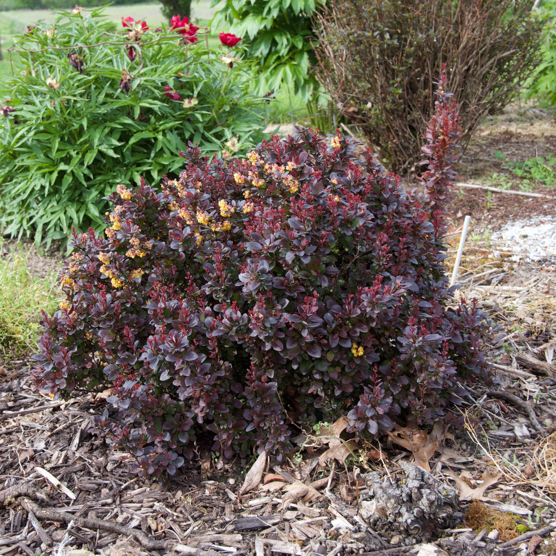 Berberis thunbergii 'Concorde' ~ Agracejo Concorde