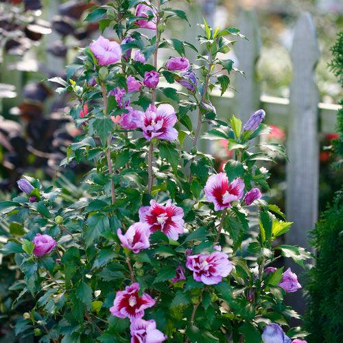 Hibiscus syriacus 'Gandini Santiago' ~ Purple Pillar® Rosa de Sarón